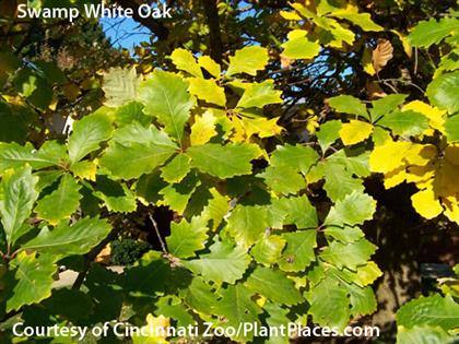 Quercus_bicolor_Form_Credit_to_Steve_Foltz.JPG