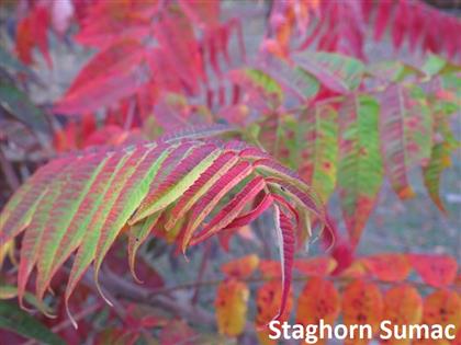 Rhus_typhina_2.jpg