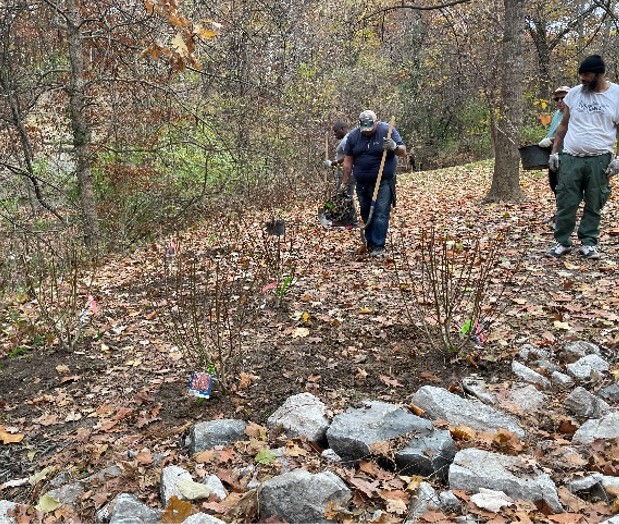 Three people plant native plants along a streambank
